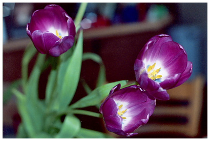 tulips in my kitchen