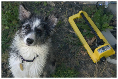 dog and sprinkler