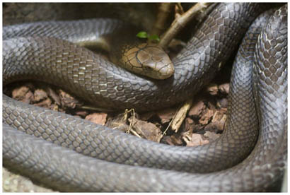 snake at the  san diego zoo (click for more)