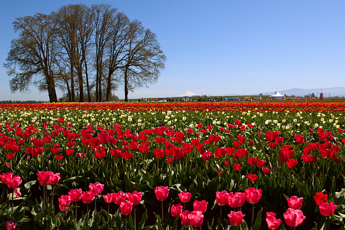 tulip farm