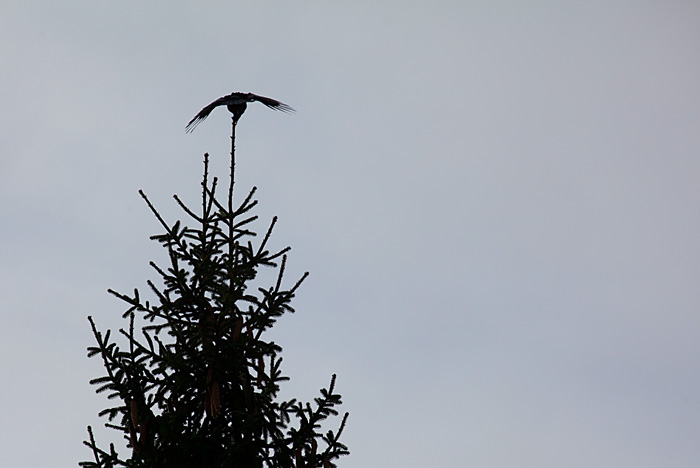 landing crow