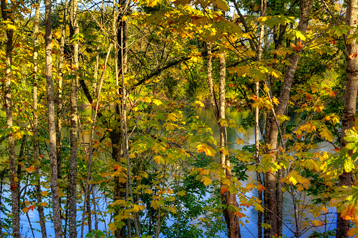 willamette trees