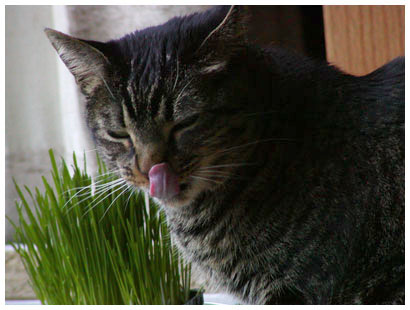 yum, cat grass