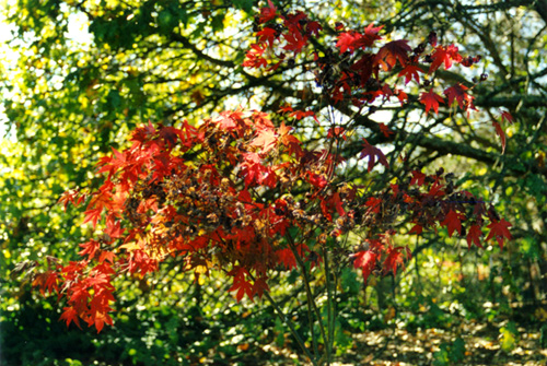 red tree in the front yard