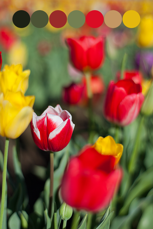 tulip palette