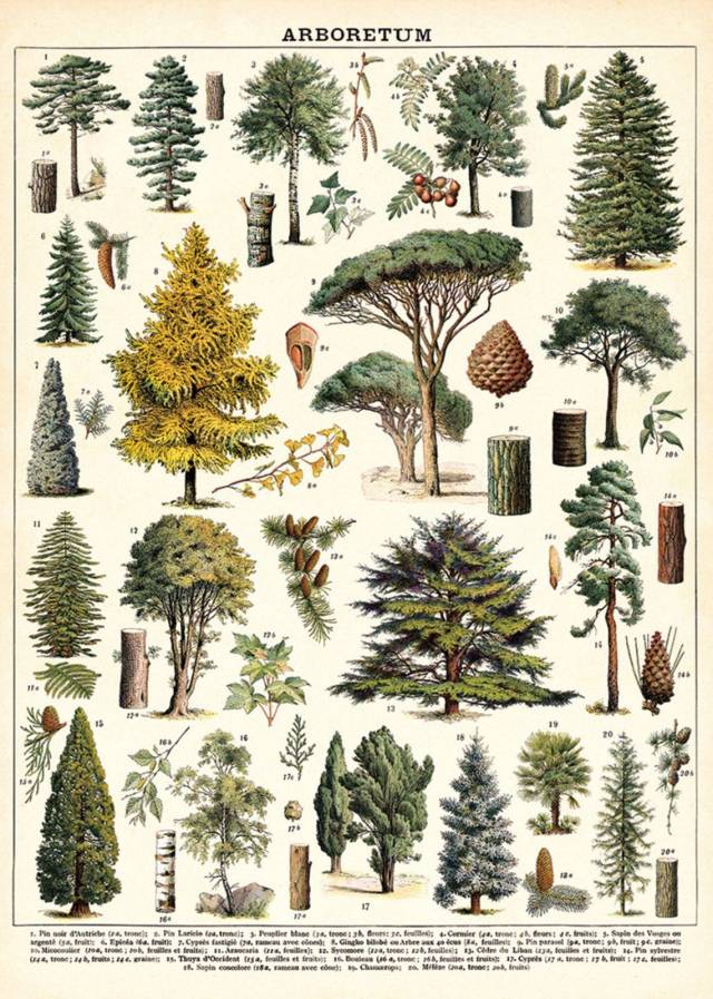 An old book illustration labeled Arboretum shows a dozen different types of evergreen trees and their seeds