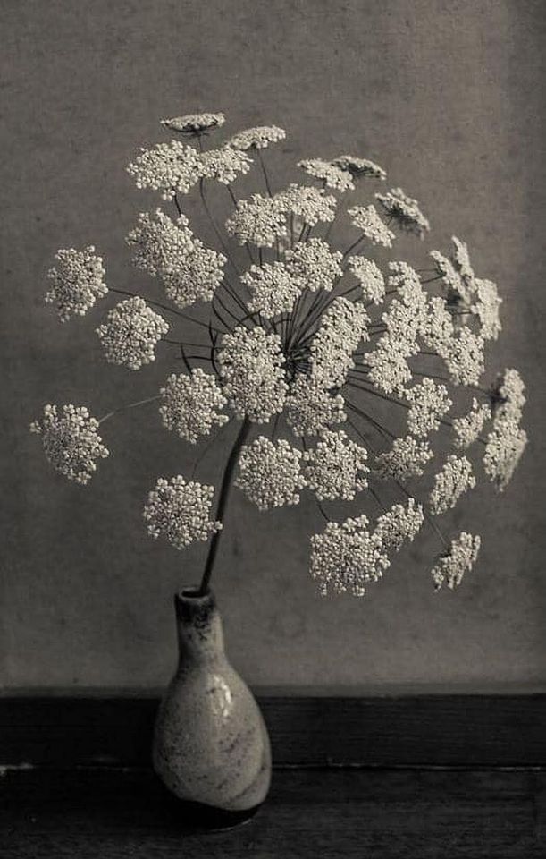 Black and white still life of a vase with large, white flower clusters radiating from a central stem