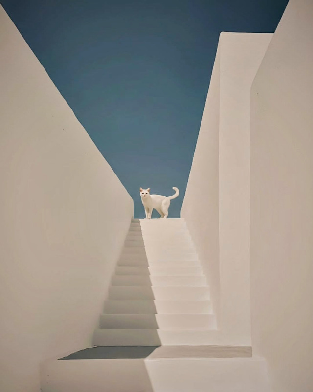 A white cat stands at the top of a flight of outdoor white stairs, framed by tall, minimalist white walls under a clear blue sky.