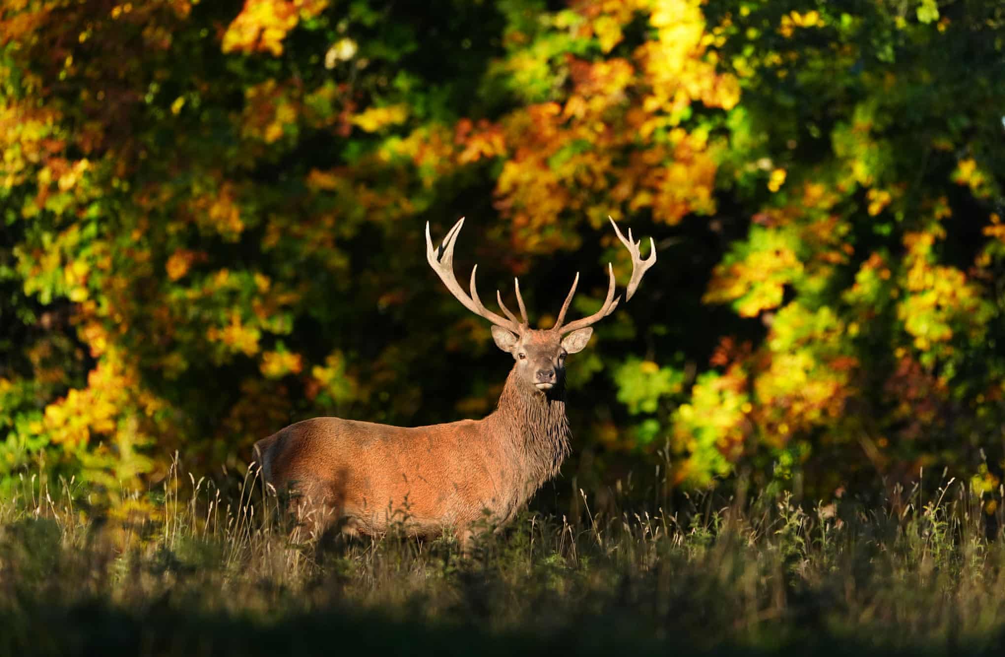 A red deer stag with large antlers stands in a sunlit grassy meadow, looking directly ahead against a vibrant backdrop of green and yellow autumn foliage.